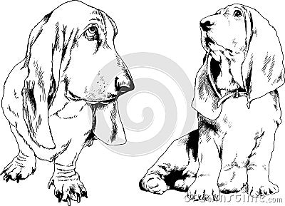 Vector drawings sketches pedigree dogs in the racks drawn in ink by hand , objects Vector Illustration